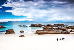 Wild South African penguins, colony of Black-footed Penguins walking on Boulders beach in Simons Town, beauty of wildlife