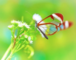 Beautiful butterfly sitting on fresh wild flower in the forest, Glasswinged butterfly, Greta oto, gorgeous insect from Costa Rica, Central America
