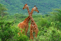 Fight of two giraffes. Africa. Kenya. Samburu national park.