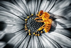 Close-up photo of a cute little yellow bee sitting on a daisies flower, honeybee collecting the pollen to produce the honey, beauty of a spring nature, black and white photography