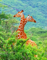 Family of giraffes spotted in the woods of Kenya. Africa