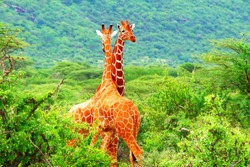 Fight of two giraffes. Africa. Kenya. Samburu national park.