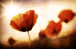 Red poppy flowers meadow, grungy style photo