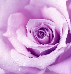 Abstract purple wet rose background, beautiful macro flower with morning dew