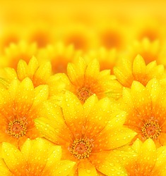 Fresh yellow flower background with dew props, beautiful nature concept