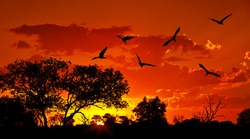 Landscape of Africa with warm sunset, beautiful nature, dramatic red sky, silhouettes of big Ibis birds, wildlife safari, Eco travel and tourism