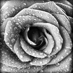 Black and white rose background, grunge abstract floral natural pattern, fresh flower with water drops, beautiful wet plant petals texture, nature details, holidays symbol of love