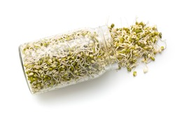 Sprouted mung beans in jar