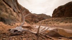 Animal Skull in Desert Canyon