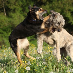 Two dogs fighting with each other in yellow flowers and past blossom dandelions