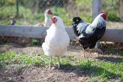 Hen and cock of Plymouth Rock chicken on traditional rural barnyard, in permaculture garden
