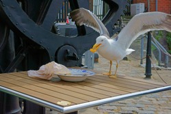 Seagull stealing a chip from an uncollected plate outside a restaurant, Gloucester, Gloucestershire, UK 
