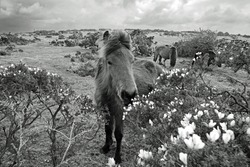 Wild pony grazing on yellow gorse on Bodmin Moor on a stormy spring day, Cornwall, England, United Kingdom