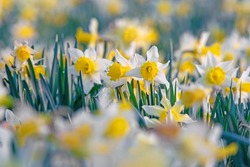 Wild Daffodils, Narcissus pseudonarcissus, selective focus,  diffused background and shallow depth of field, Dymock, The Royal Forest of Dean, Gloucestershire, UK