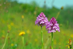 Pyramidal Orchid (Anacamptis pyramidalis) growing wild in a meadow in the Cotswolds, Gloucestershire, UK