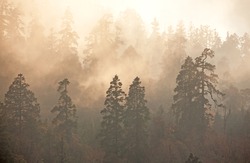 Majesty of nature: misty forest at sunrise. Himalayan pine-trees and rhododendrons. 
Canon 5D Mk II.