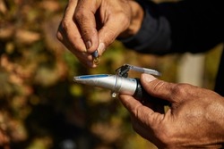 A man squeezes grapes into a refractometer for measurement