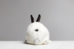 back of white rabbit with black ears. fluffy rabbit funny picture. Easter bunny