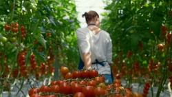 Cherry tomato harvest farmer collect at sunlight greenhouse. Farm woman professional picking check vegetable farmland. Workwoman inspect ripe fresh tasty vegeculture industry. Agro cultivation concept