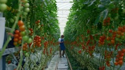 Agronomist researching tablet tomatoes farm production improving production. Man biologist collecting data growth green plants on plantation. Botanical science hydroponic irrigation concept