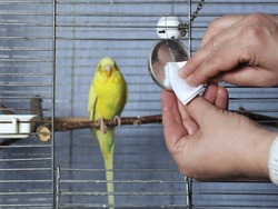 Female hands cleaning a bird cage with white cloth, concept of pets care.