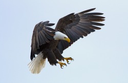 A bald eagle about to land