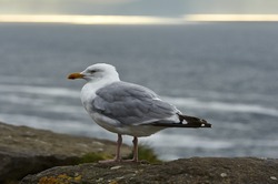 Seagull in Ireland
