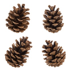 Set of cones of coniferous trees isolated on white