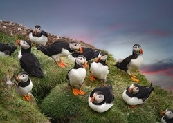 Huge colonies of Atlantic puffins breeding on the cliffs of the Mykines Island, Faroe Islands