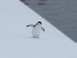 A chinstrap penguin on its arduous uphill walk on the snow back to its rookery, Orne Harbor, Graham Land, Antarctic Peninsula. Antarctica