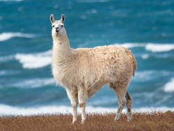Semi-wild white llamas on the windy shores of Tierra del Fuego in southern tip of south America