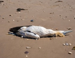 Stunning number of dead northern gannets on the beaches of the north sea, Jutland, Denmark. Likely victims of Avian (avian flu, bird flu)