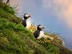 Atlantic puffin colonies on the cliffs along the famous Reynisfjara Black Sand Beach and Dyrhólaey in Southern Iceland