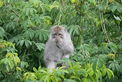 Macaque monkey in the tropical rainforest of the Mount Rinjani National Park, Senaru village,  Bayan, North Lombok, Indonesia