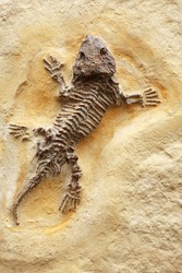 Ancient lizard fossil on yellow stone background