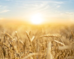 closeup summer wheat field at the sunset, rural agricultural background
