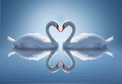 Romantic two swans. Water reflection ob blue background. 