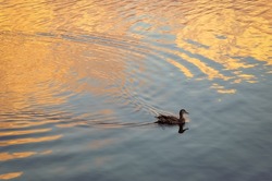 Mallard duck swimming alone in the lake