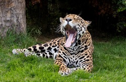 Jaguar (big cat) laying in the grass and yawning