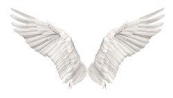 Angel wings swan are flying isolated on white background. This has clipping path. 