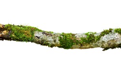 Decaying branches and mosses isolated on white background. This has clipping path.