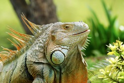 Green iguana also known as the American iguana is a lizard reptile in the genus Iguana in the iguana family. And in the subfamily Iguanidae.                    