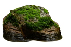 Green moss meadow on rock in the water isolated on white background. This has clipping path.