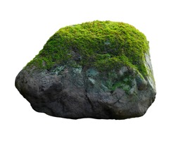 Green moss meadow on rock isolated on white background. This has clipping path.                               