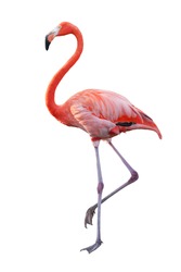 White Pink Flamingo curled heart shaped neck and standing posture, legs close, raise one leg, Isolated on white background. This has clipping path.