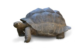 Giant Big Galapagos island Earth Tortoise Turtle on the Floor old tortoise Isolated on white background. This has clipping path.