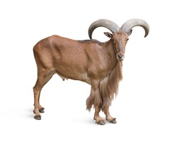 Mountain goat brown isolated on white background. This clipping path.