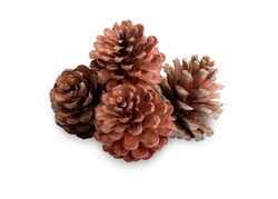Pine cone isolated on white background with clipping path.       