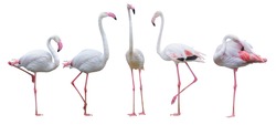 Flamingo bird animal set photo isolated on white background. This has clipping path. 