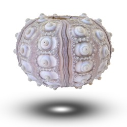 sea urchin shell A purple round sea urchin shell with white polished buttons isolated on white background. This has clipping path.
